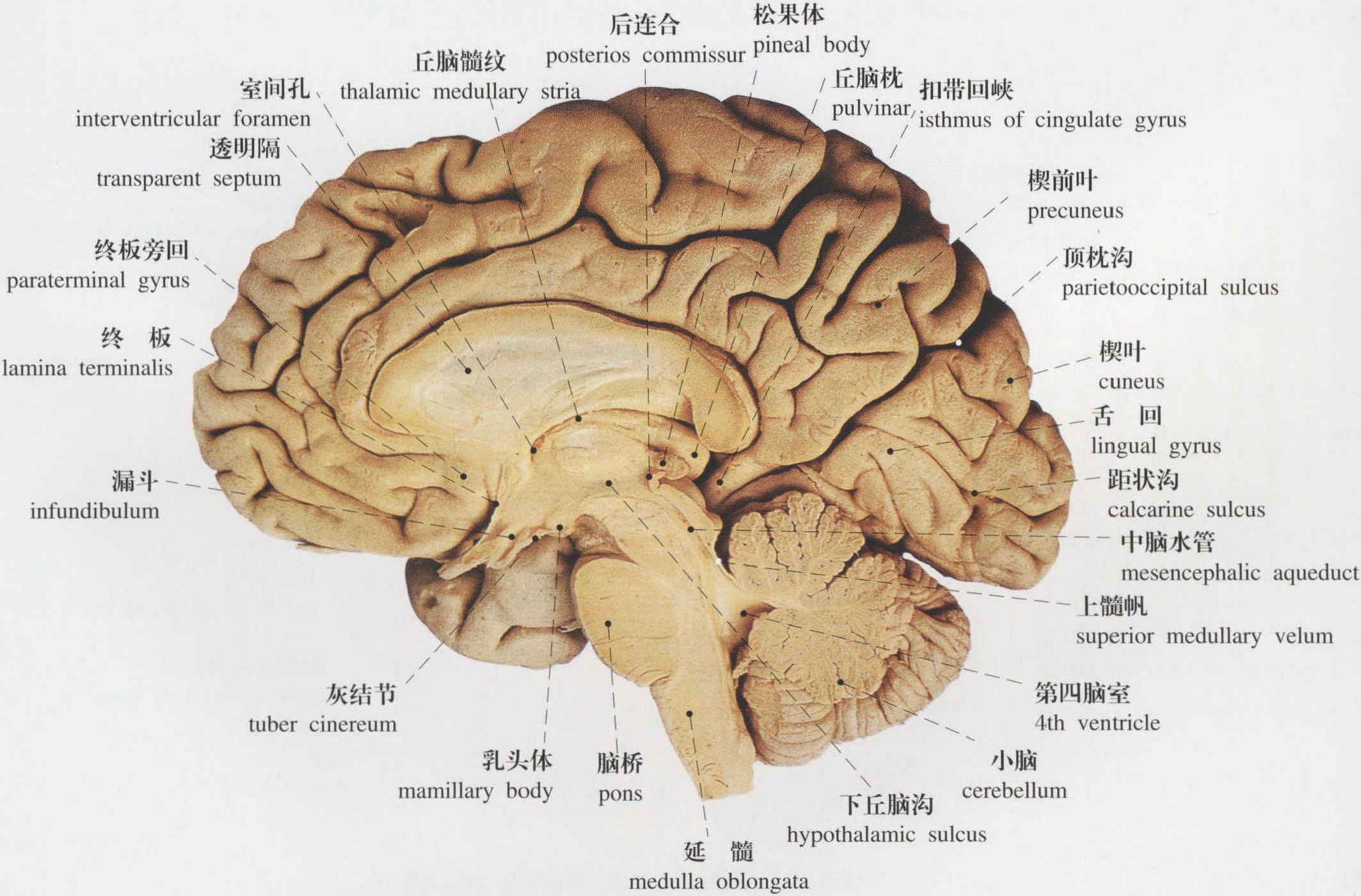大脑分区与结构 - 知乎